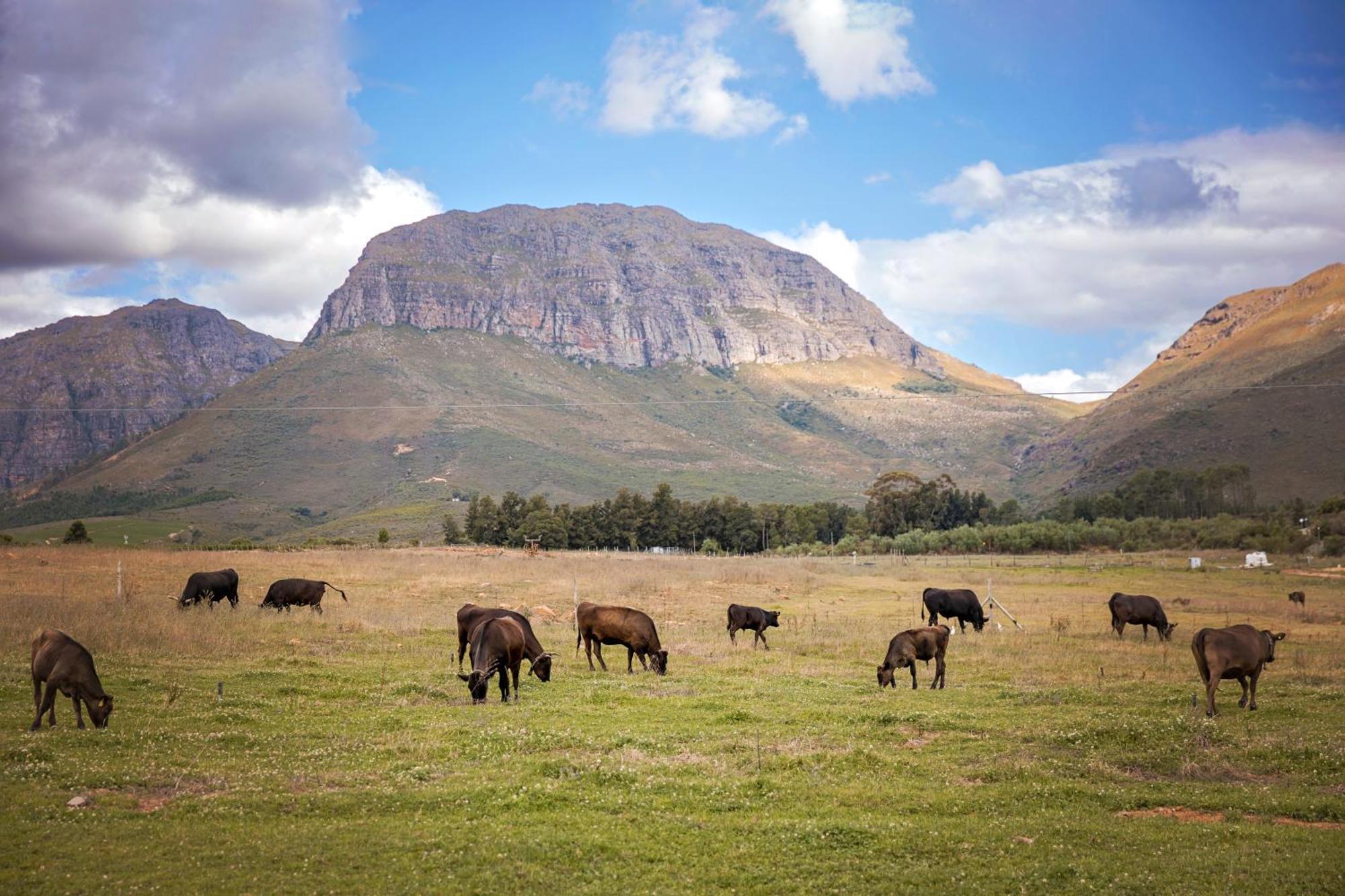 Wagyu Mountain Lodge Paarl Buitenkant foto